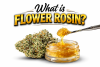 What Is Flower Rosin?